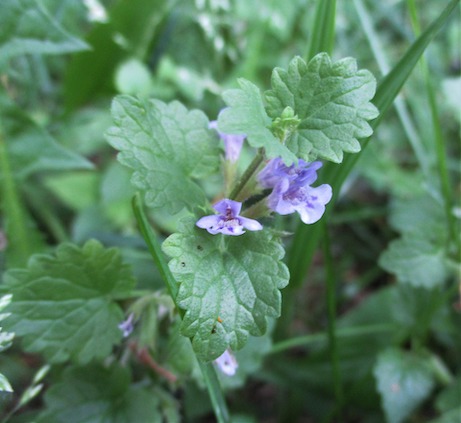 creeping_charlie_ground-ivy