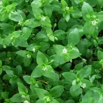 common_chickweed