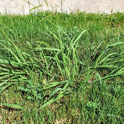 crabgrass