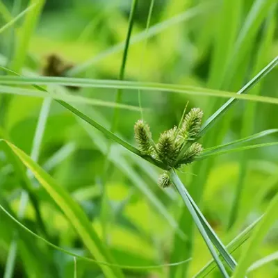 nutsedge