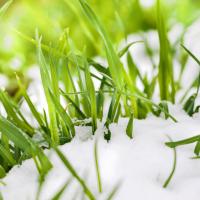 grass with snow